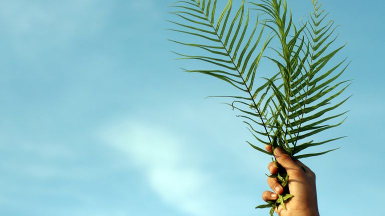 Hands holding up palm fronds during lent