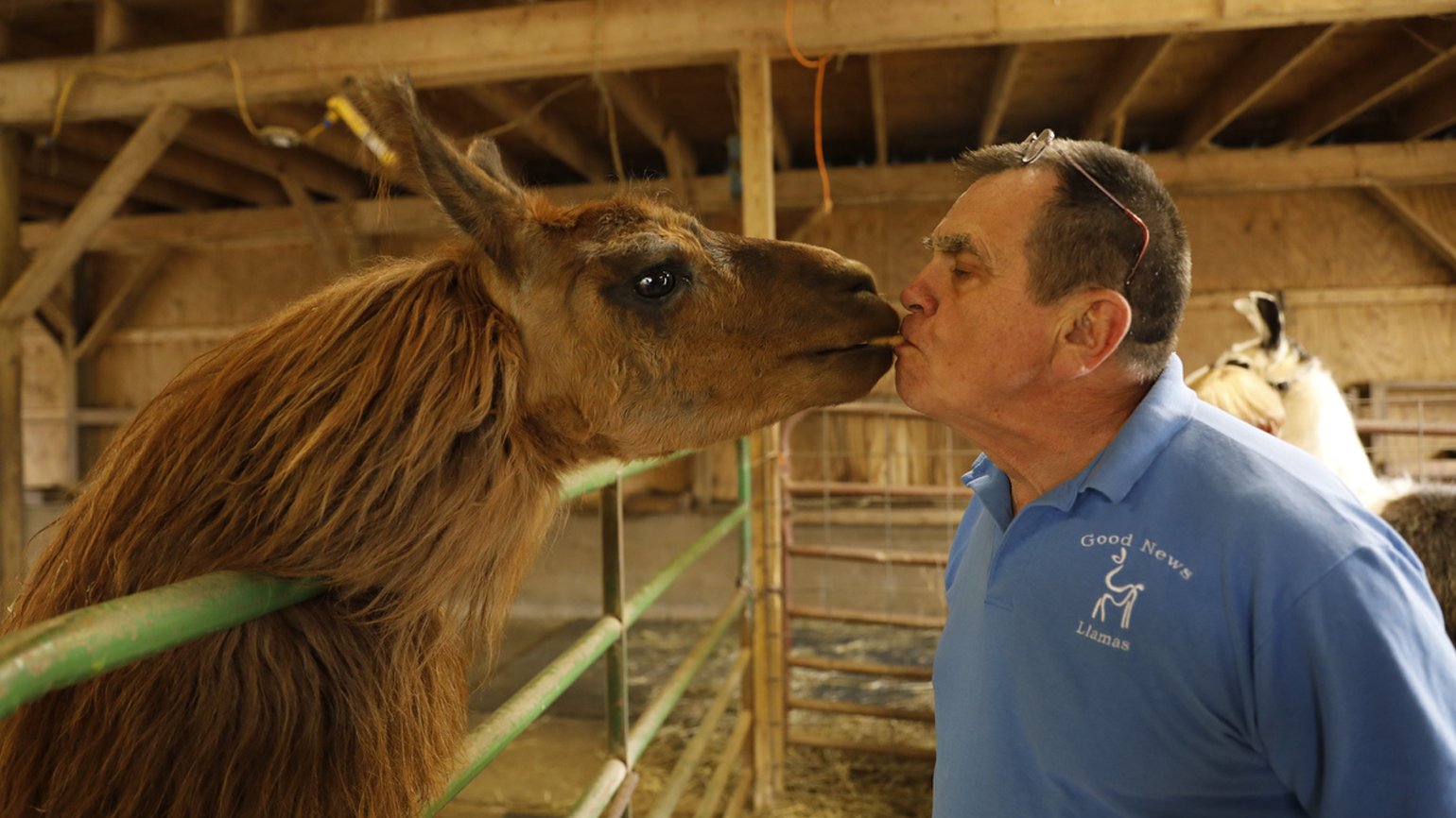 How The Good News Llamas Spread God’s Love