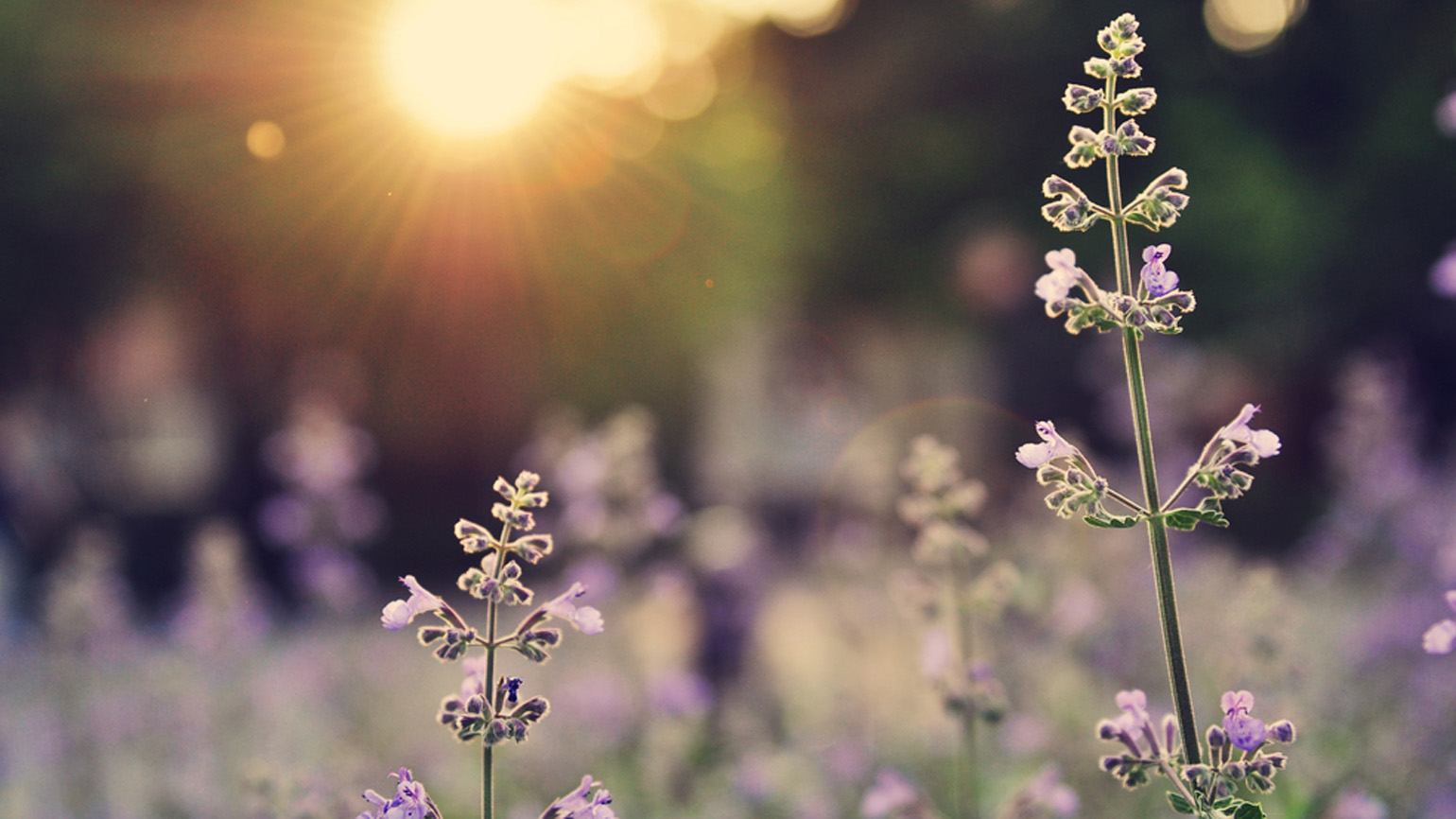 How Does Your Spiritual Garden Grow?