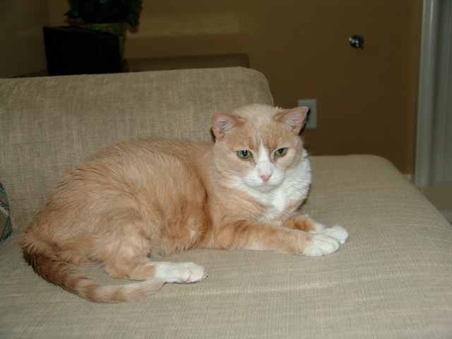 How a Cat Can Change Your Life