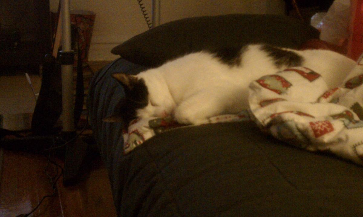 Inside the Cat’s World