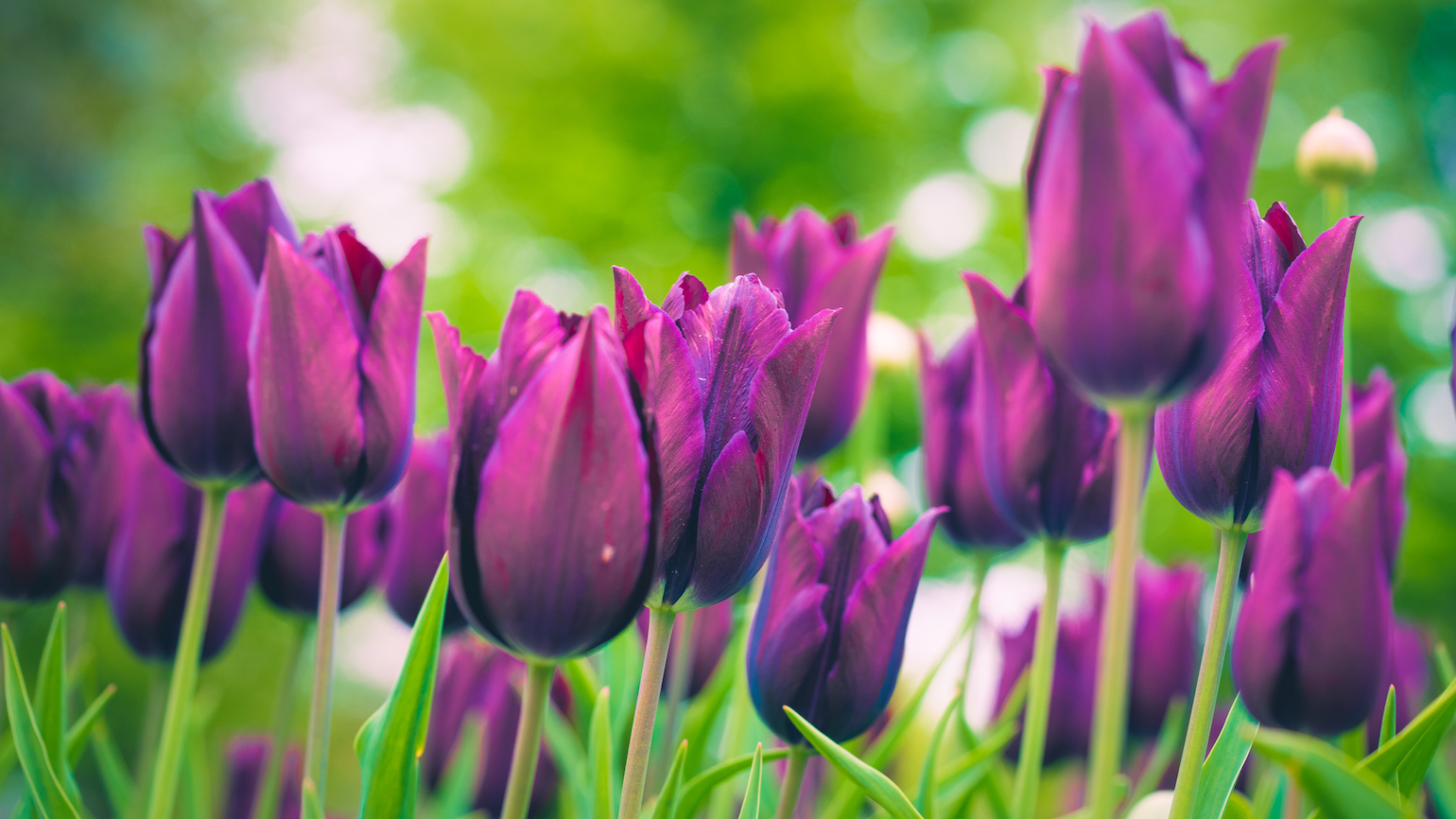 What Are the 5 Colors of Lent?