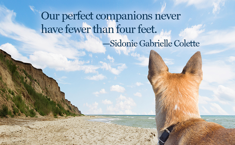 Inspirational Quotes for Animal Lovers