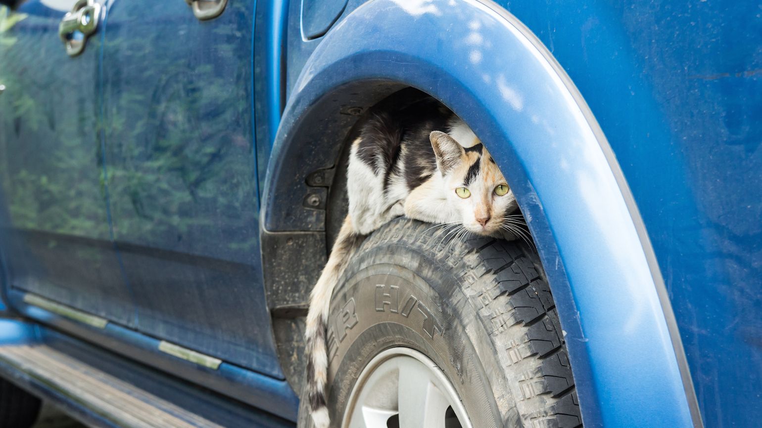 Life with a Feral Cat