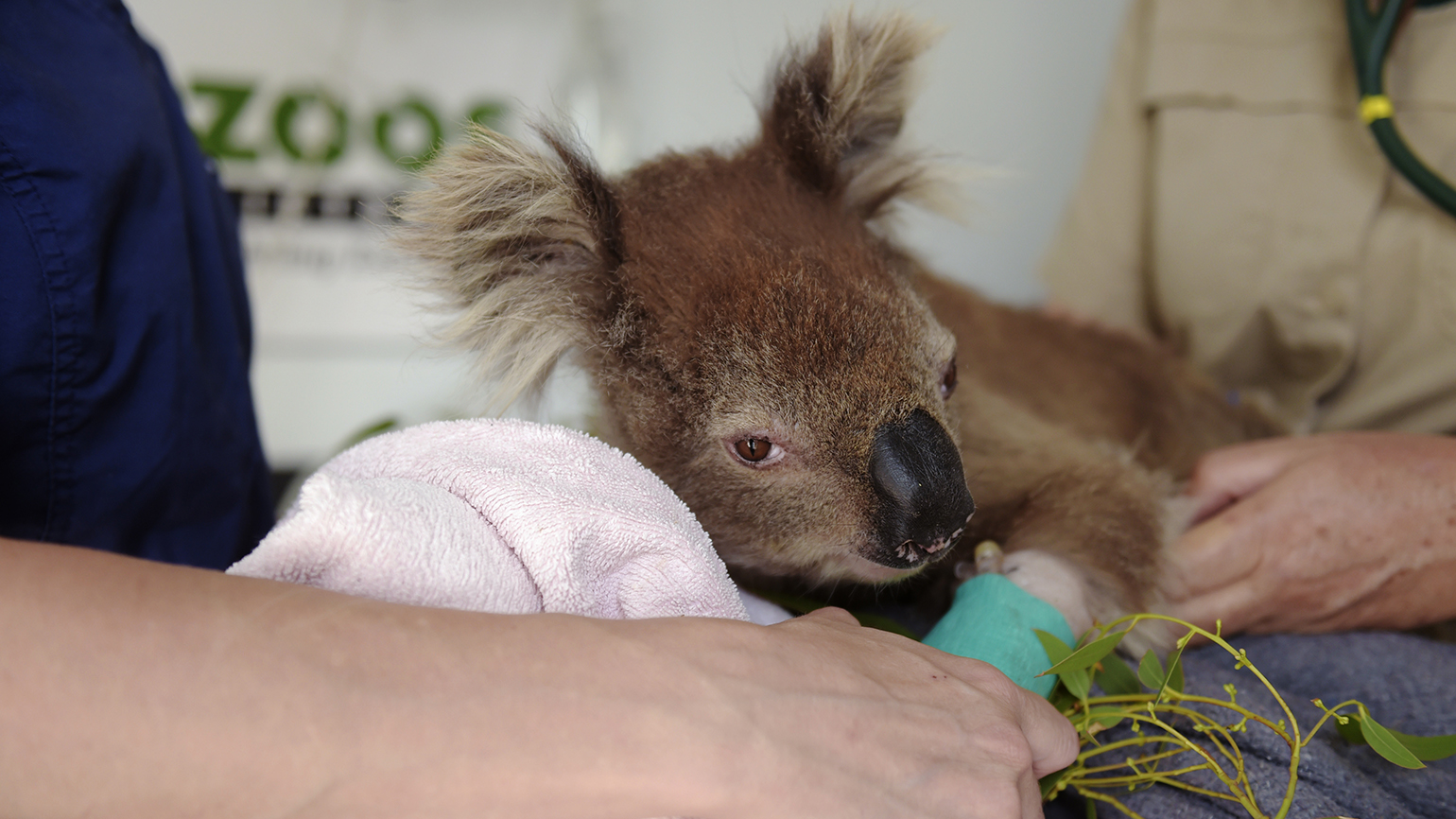 Australian Wildfires: 4 Inspiring Stories of Hope and Resilience