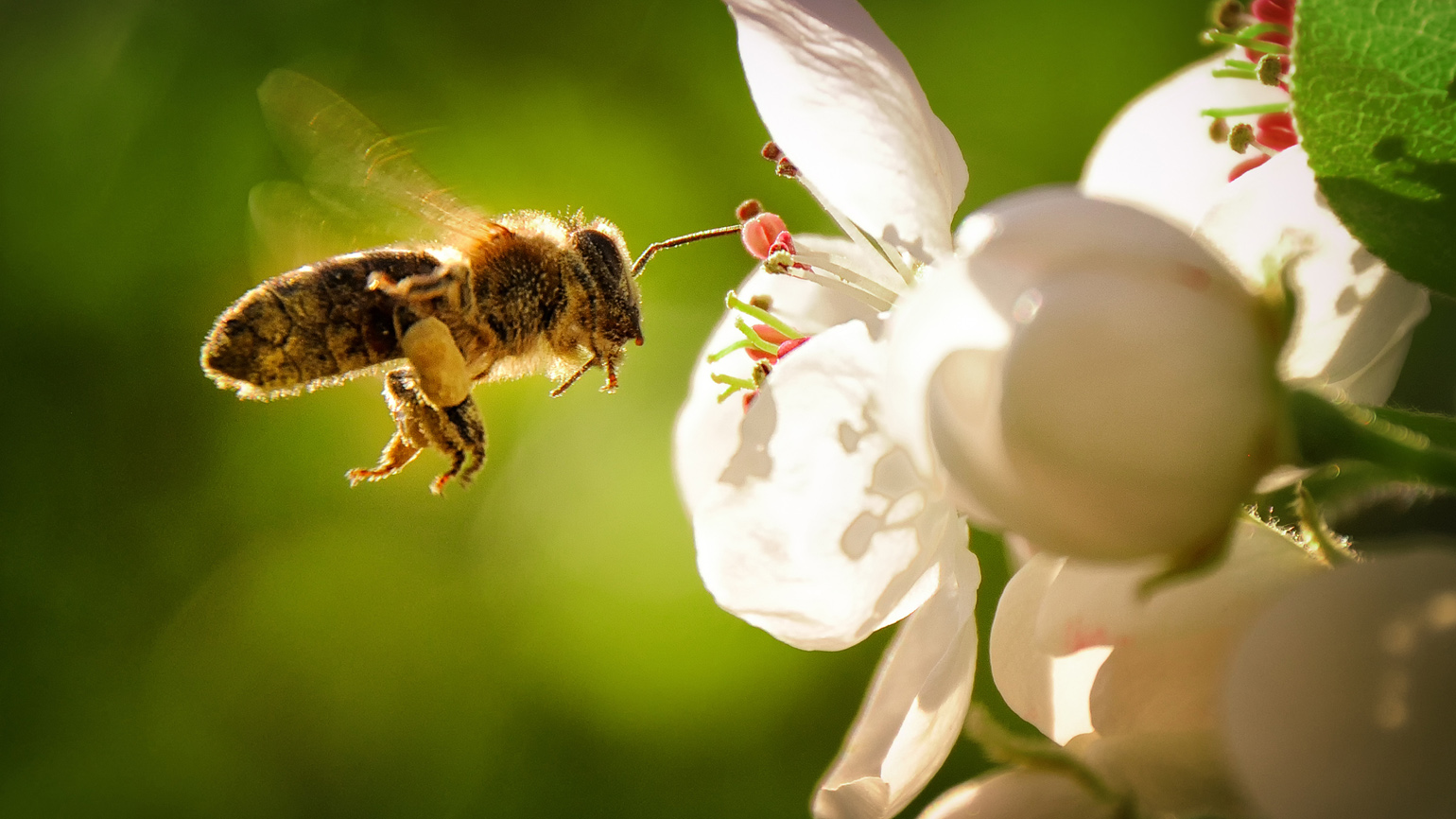 The Spiritual Importance of Honeybees