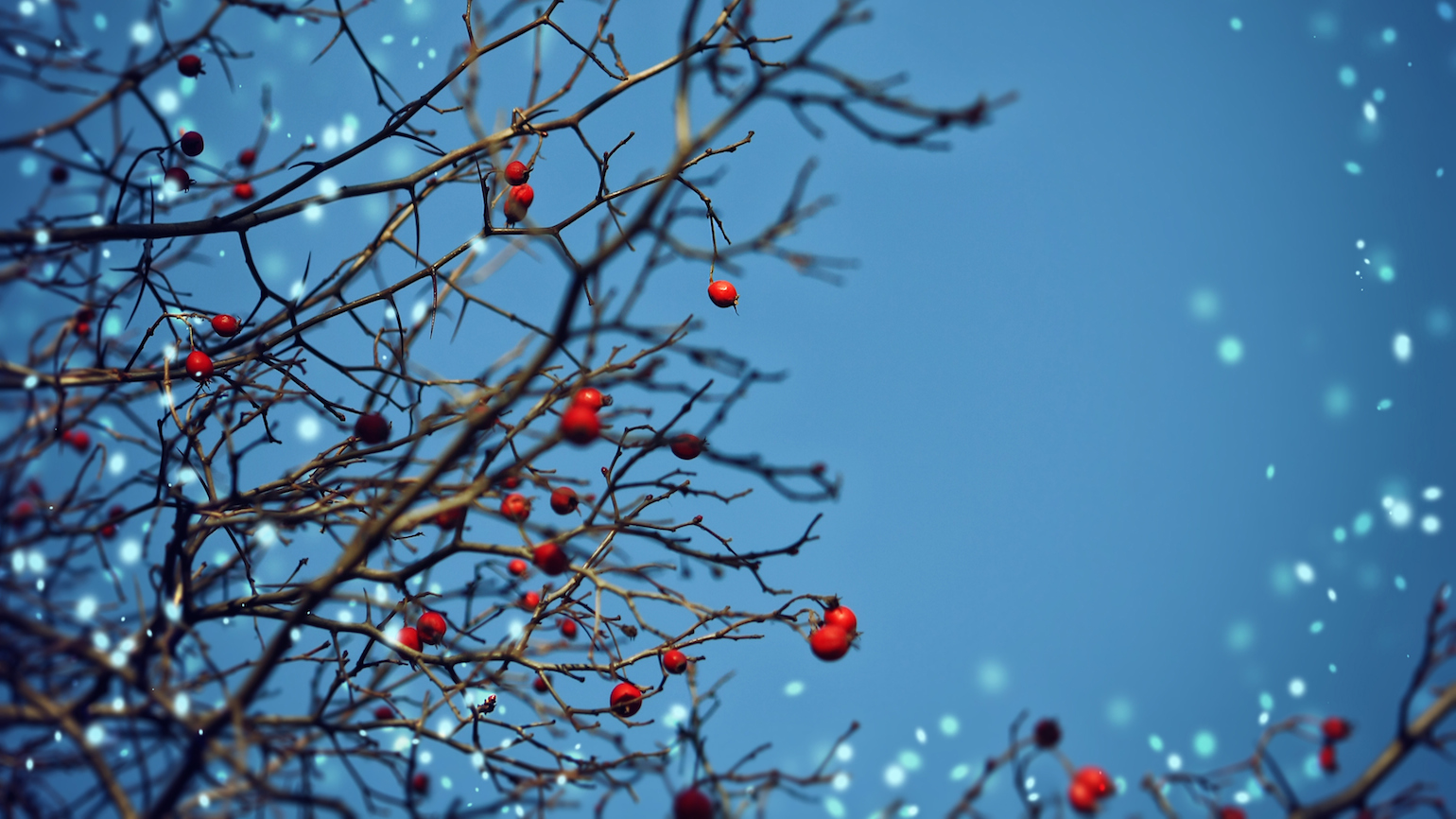 What’s the Meaning of Advent?