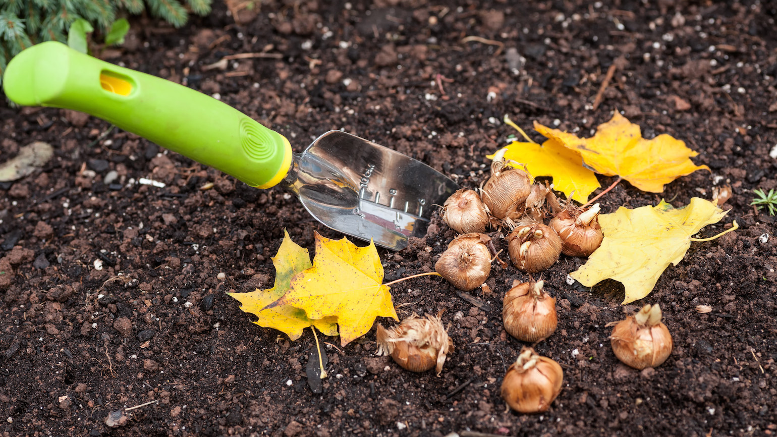 How Planting Bulbs Is ‘the Work of Hope’