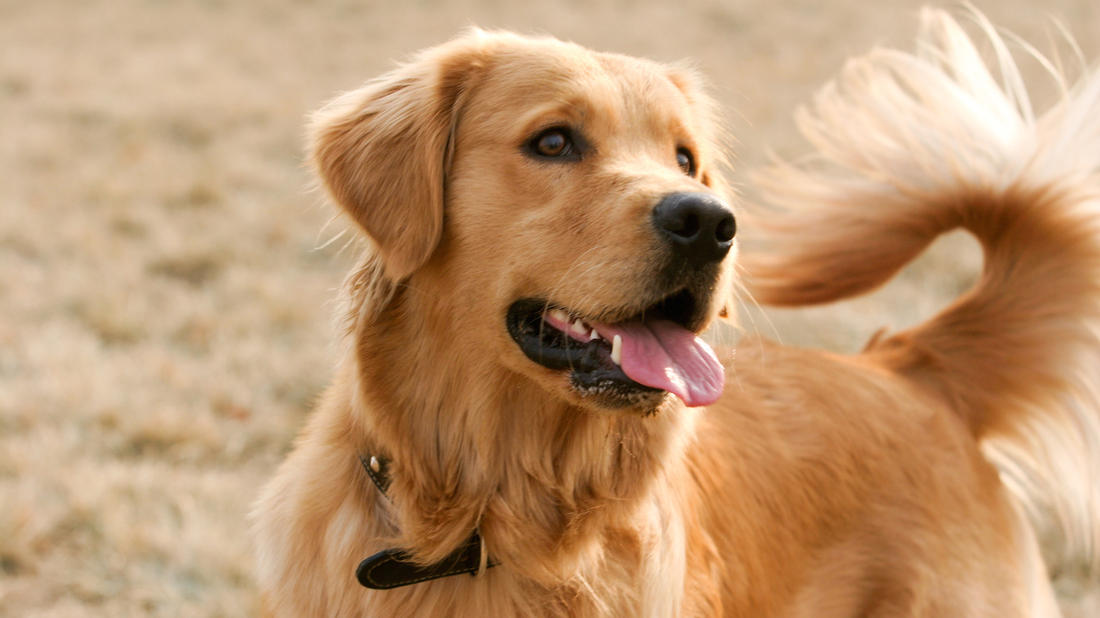 Dogs, Faith and Mystery