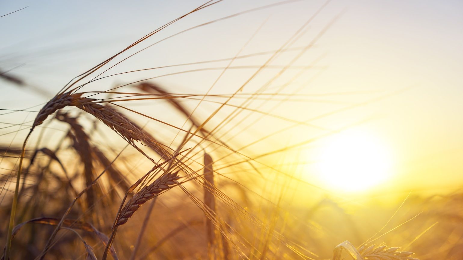 Why Kindness Always Wins