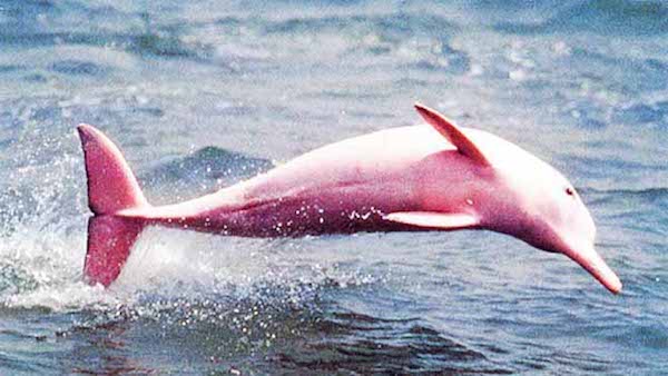 An Incredibly Fabulous Pink Dolphin