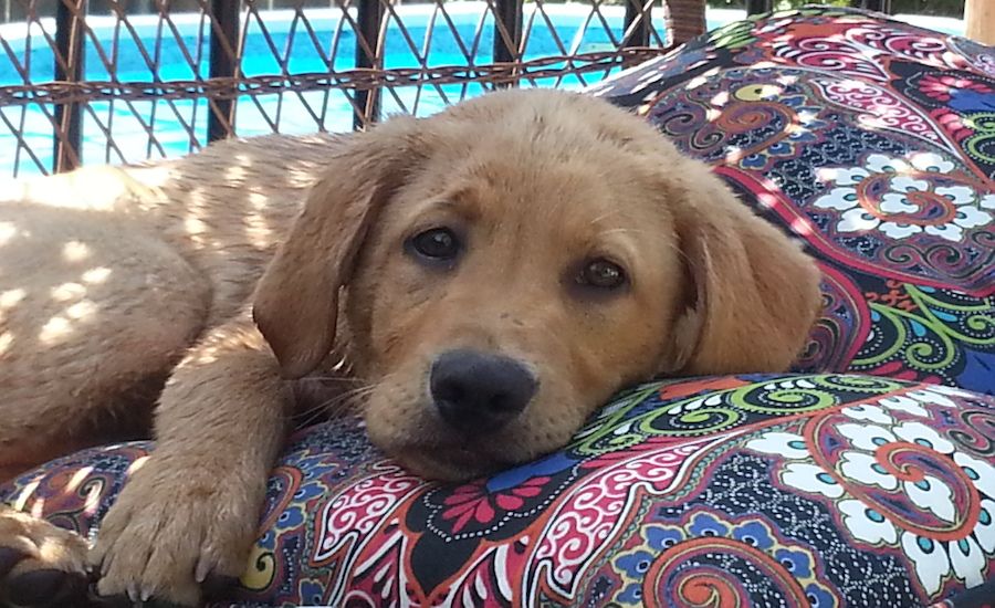 The One Who Never Grows Weary