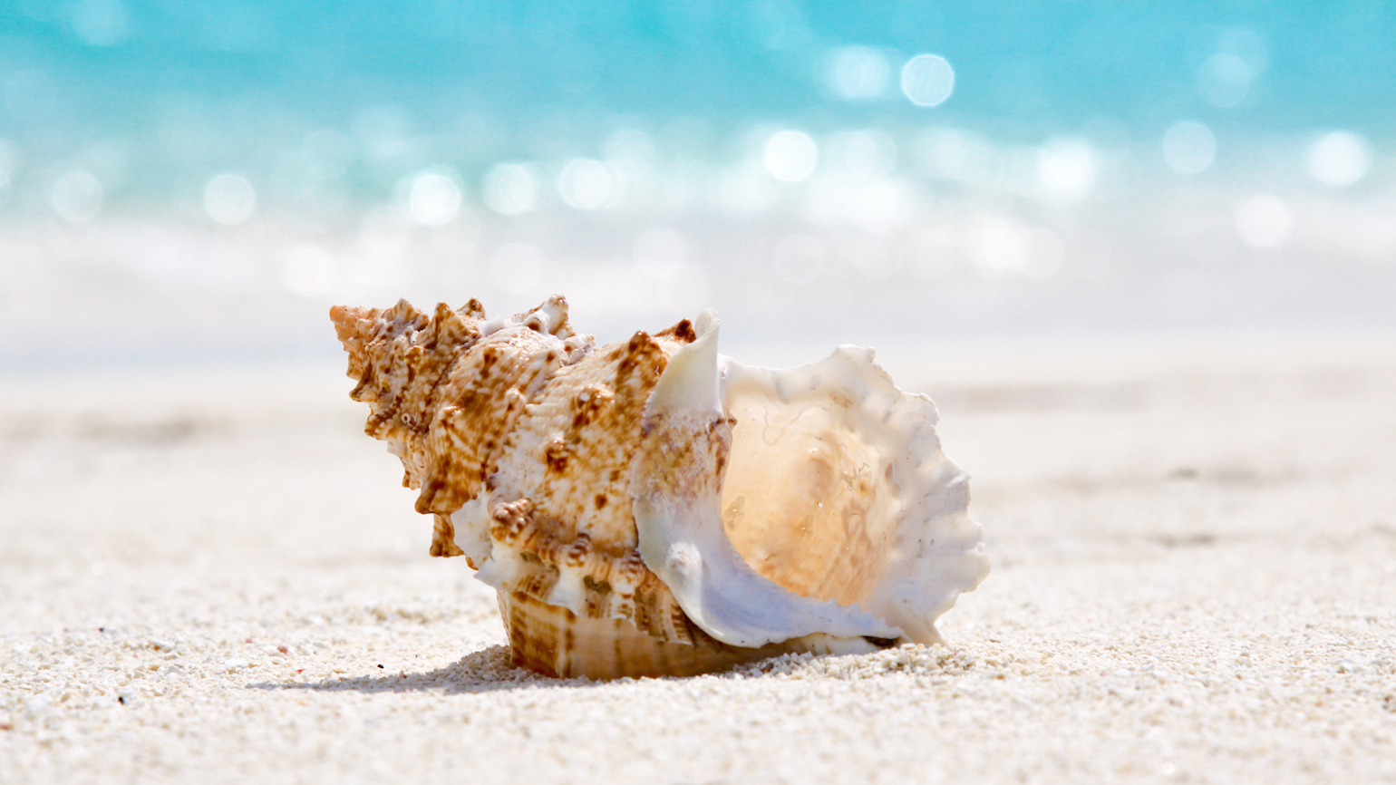 Some Amazing Facts about Seashells
