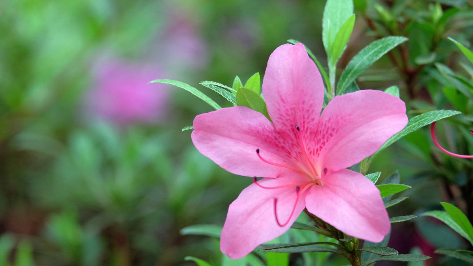 Watching the Hope of Spring Emerge