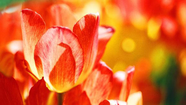 God’s Gift of Flowers