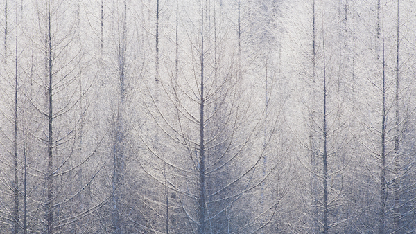 Finding Grace in Winter