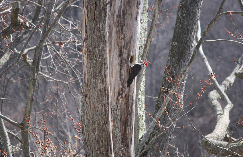The Message of the Woodpecker