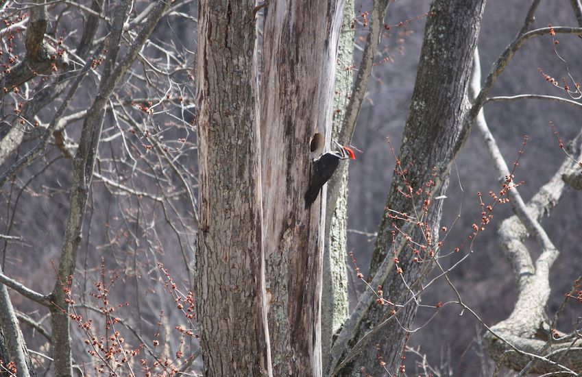 The Message of the Woodpecker