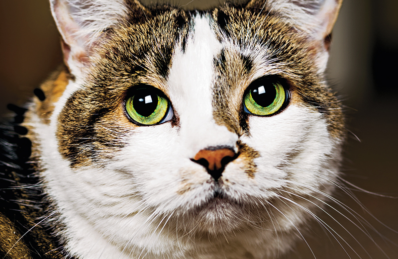 Willow the Heaven-Sent Comfort Cat