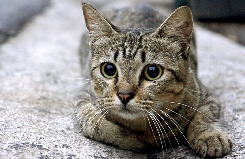 One of a Kind Feline