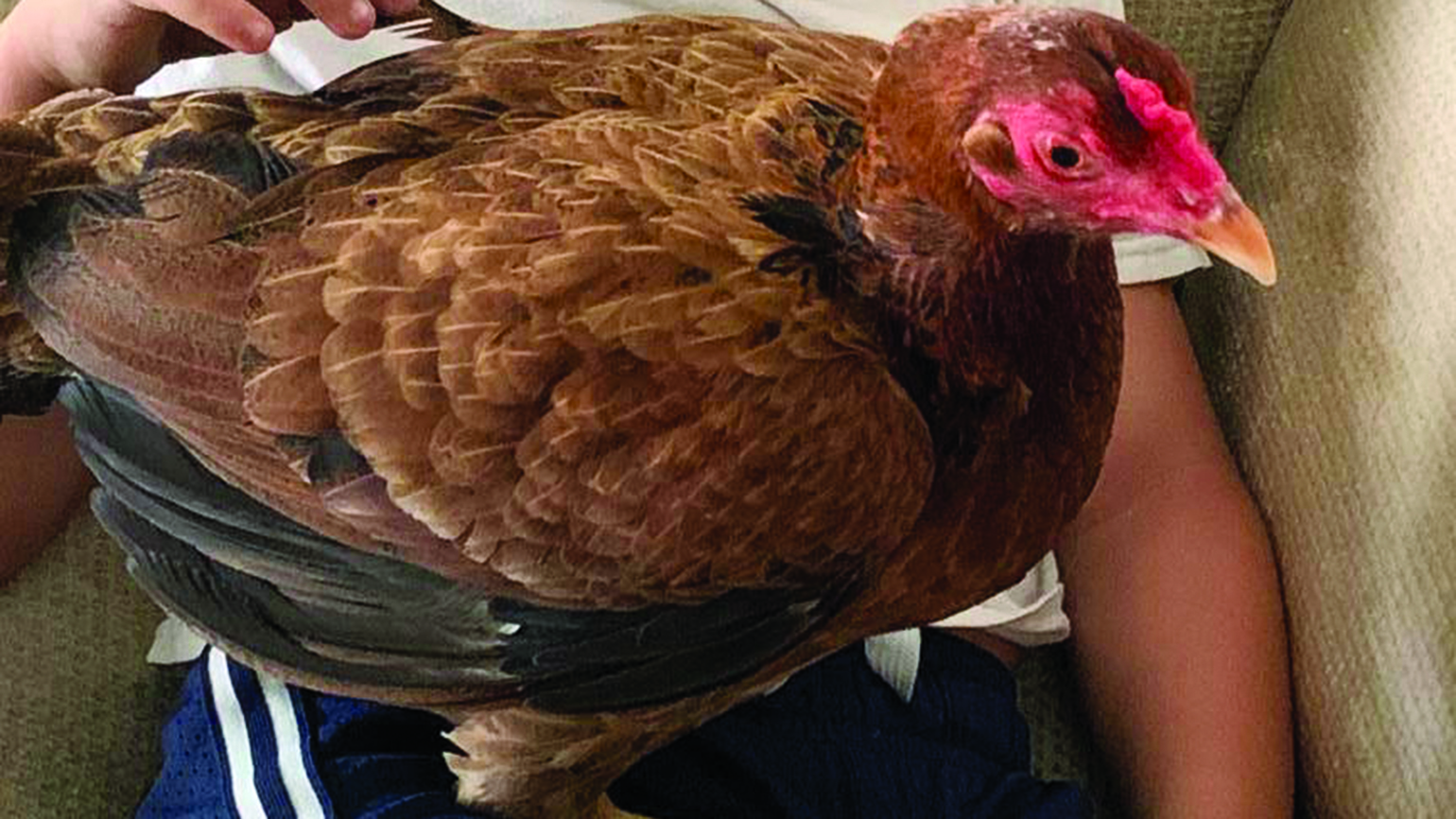 This Rescue Chicken Changed Her Son’s Life