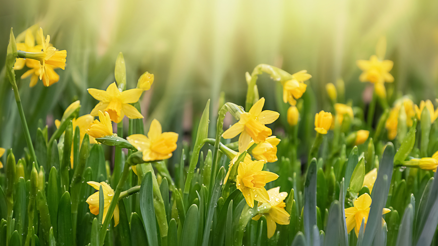 A Neat Trick to Get the Most Out of Your Daffodil Bulbs