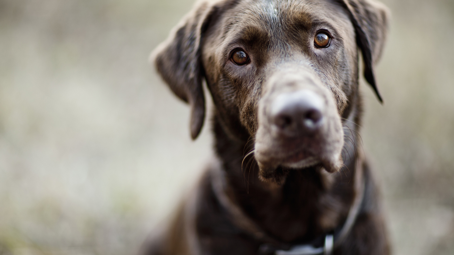 Opening My Heart to Our New Dog