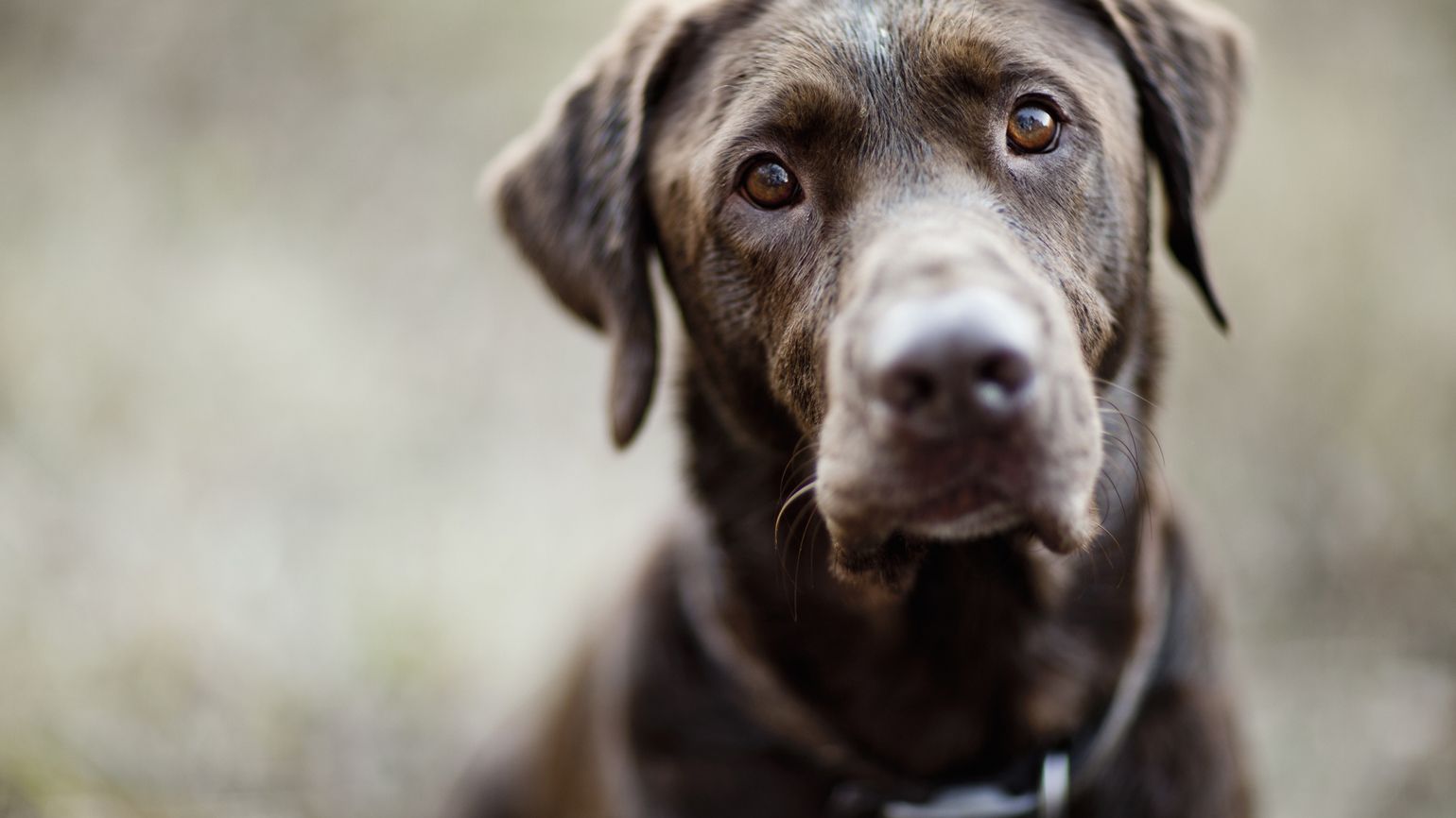 Opening My Heart to Our New Dog