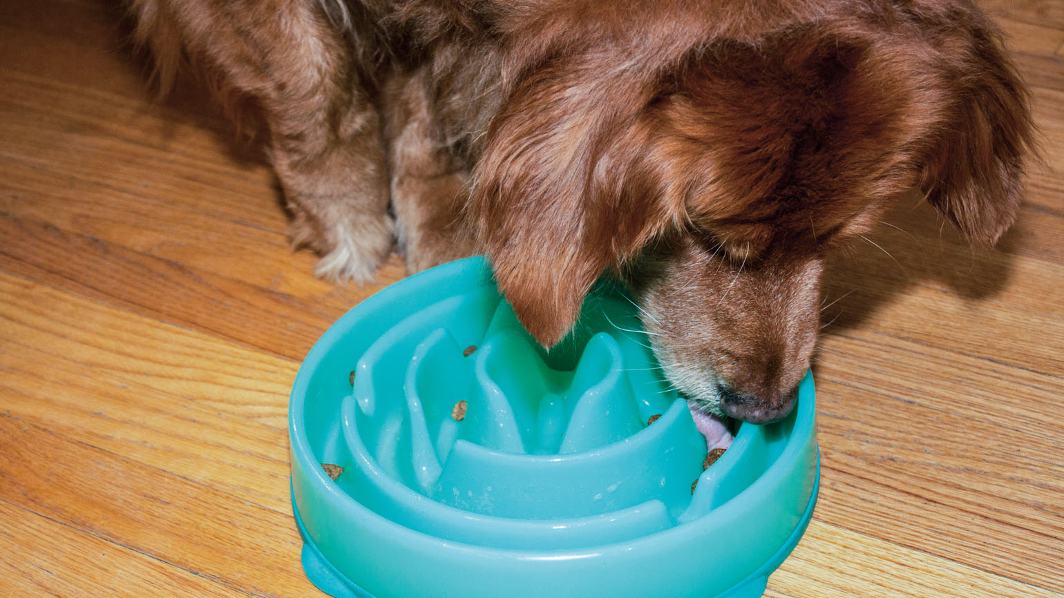 6 Pet Problem Solvers That Work