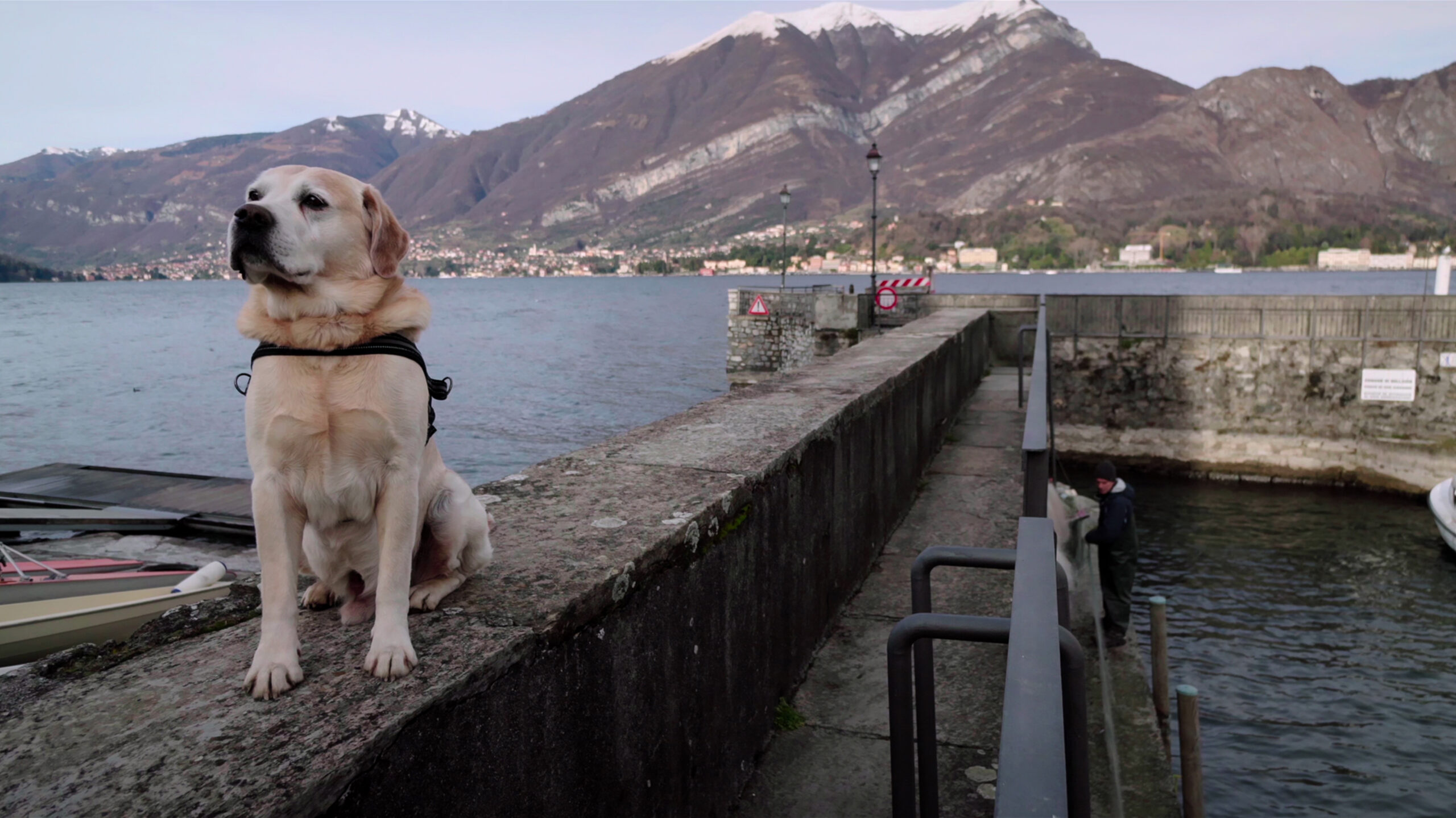 9 Heartwarming Animal Shows You Can Watch Now