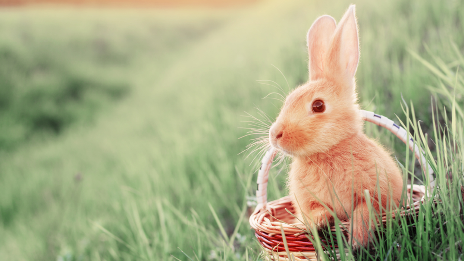 5 Adorable Easter Pets