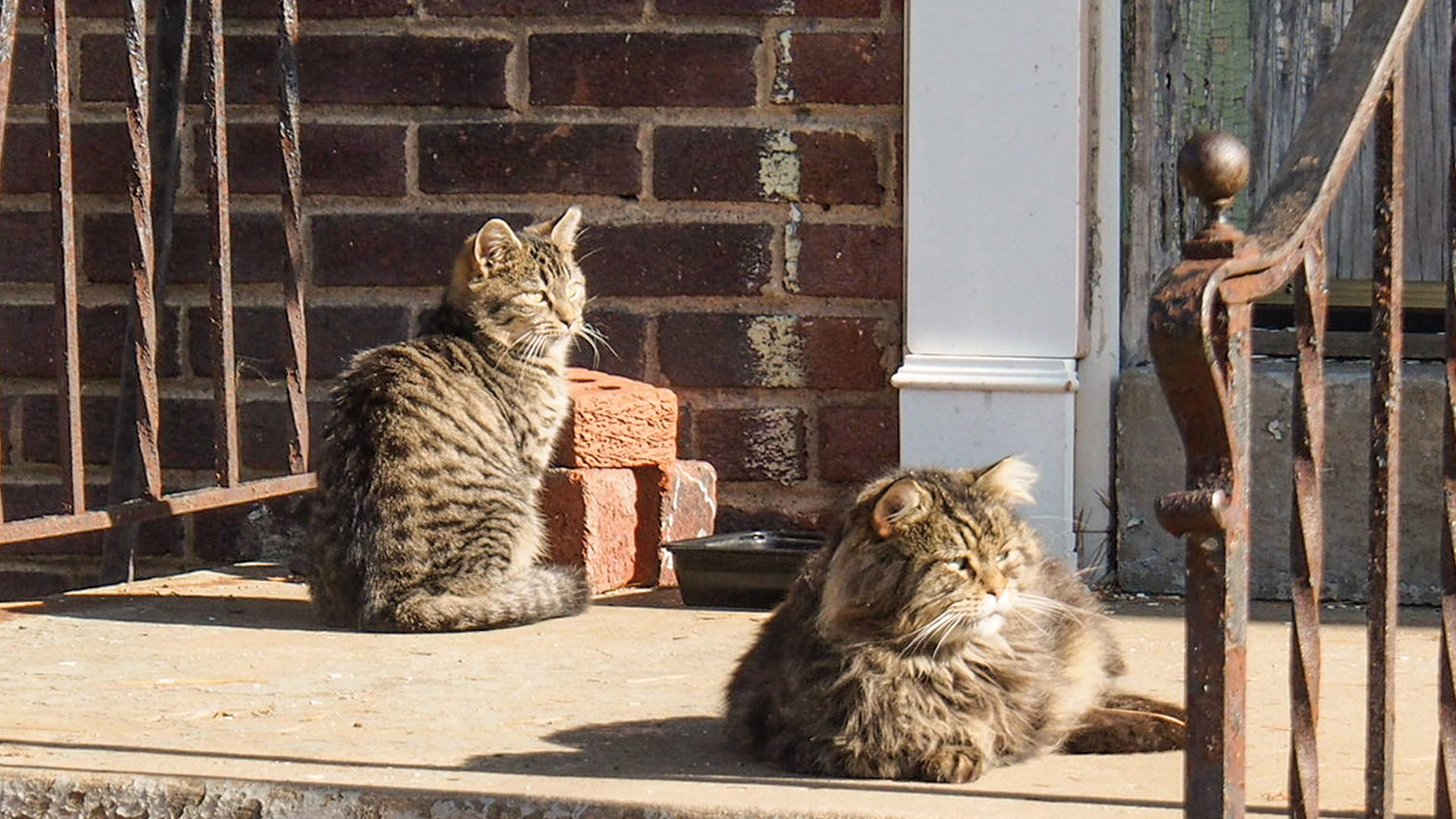 City Cats Go After Rats in Washington D.C.