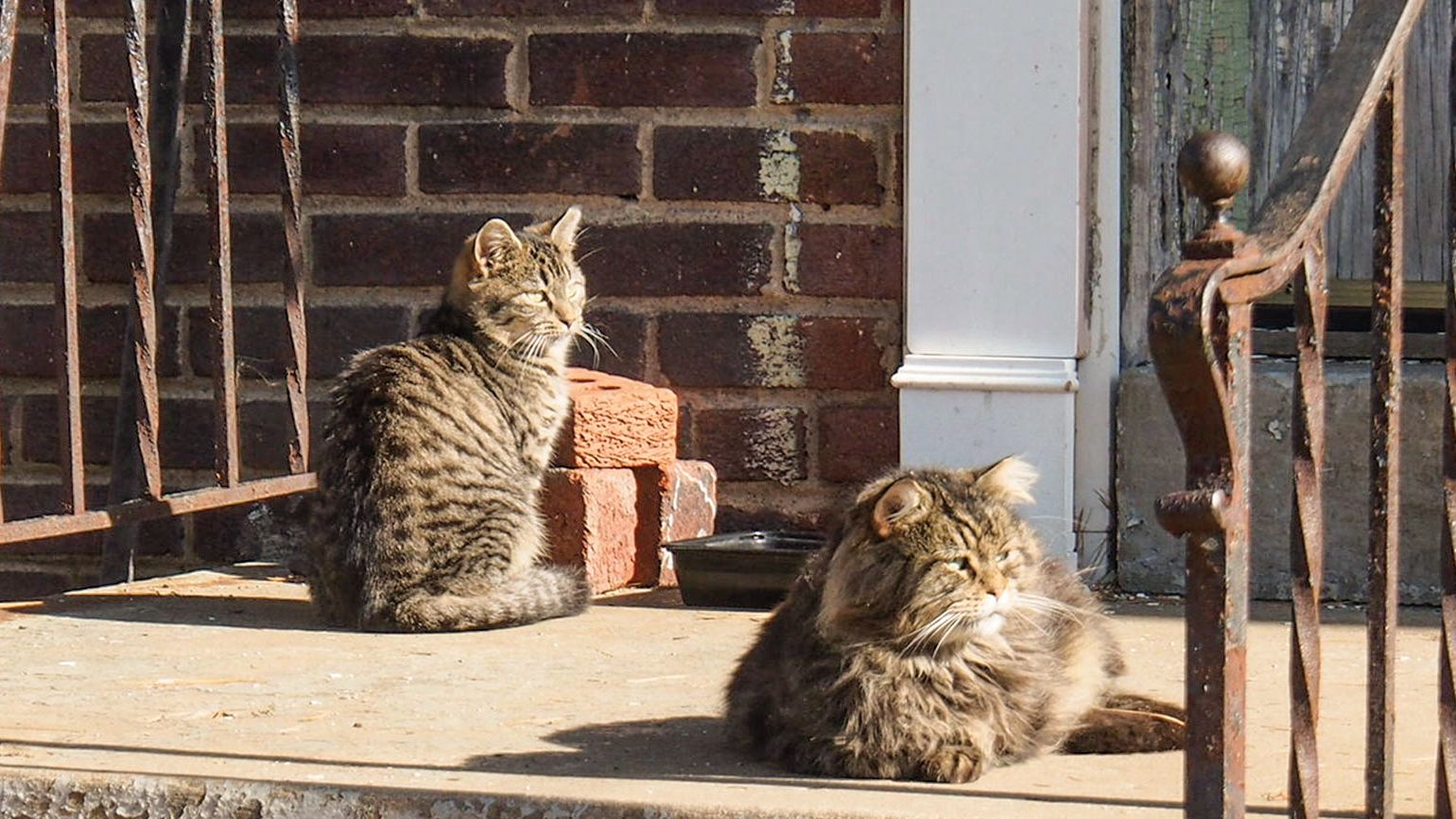 City Cats Go After Rats in Washington D.C.