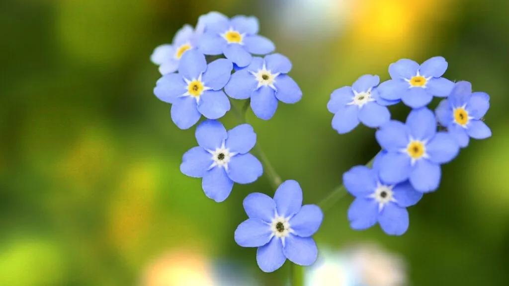 4 Simple Steps to Help Your Faith Flourish