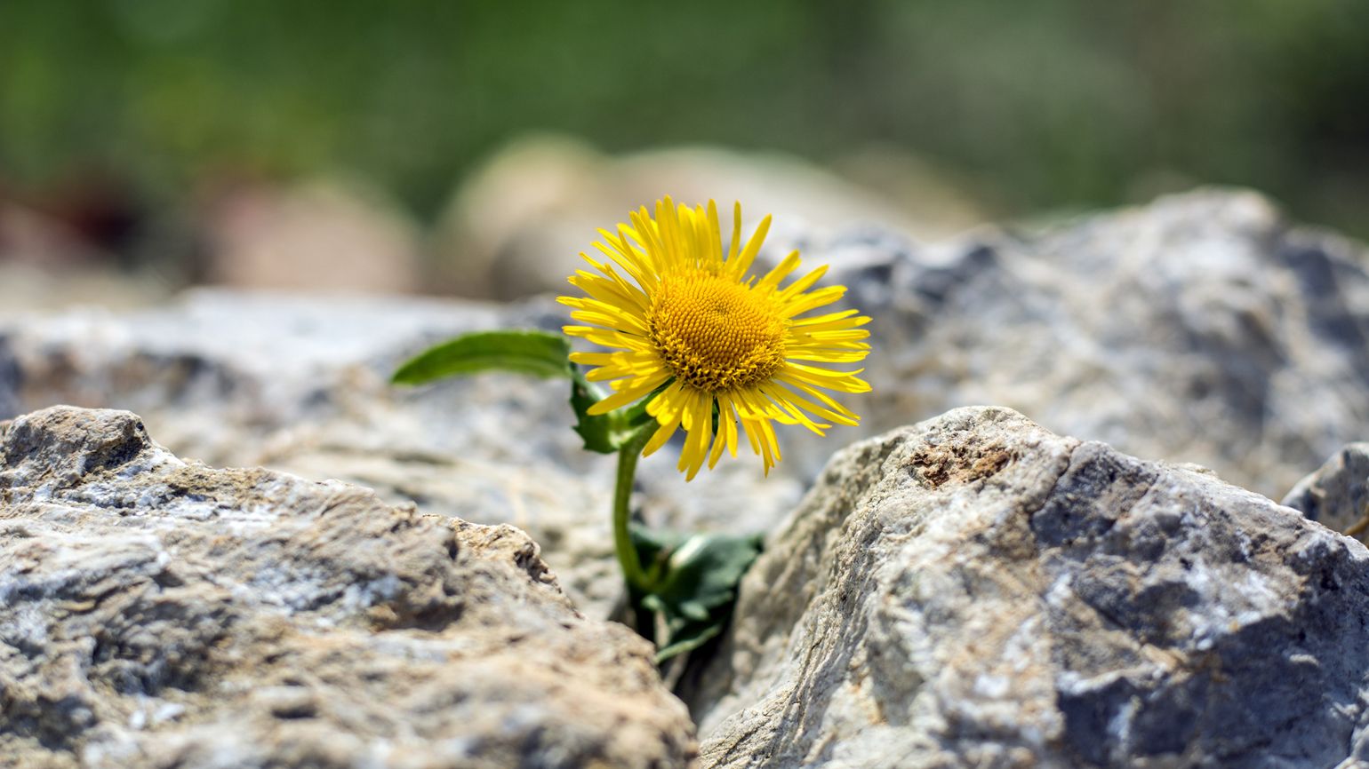 7 Ways to Be More Resilient