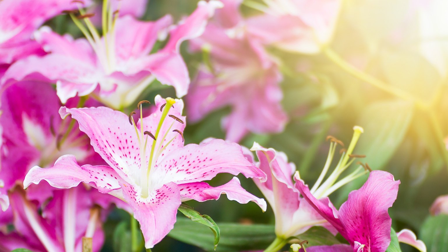 The Heavenly Harvest in a Widow’s Garden