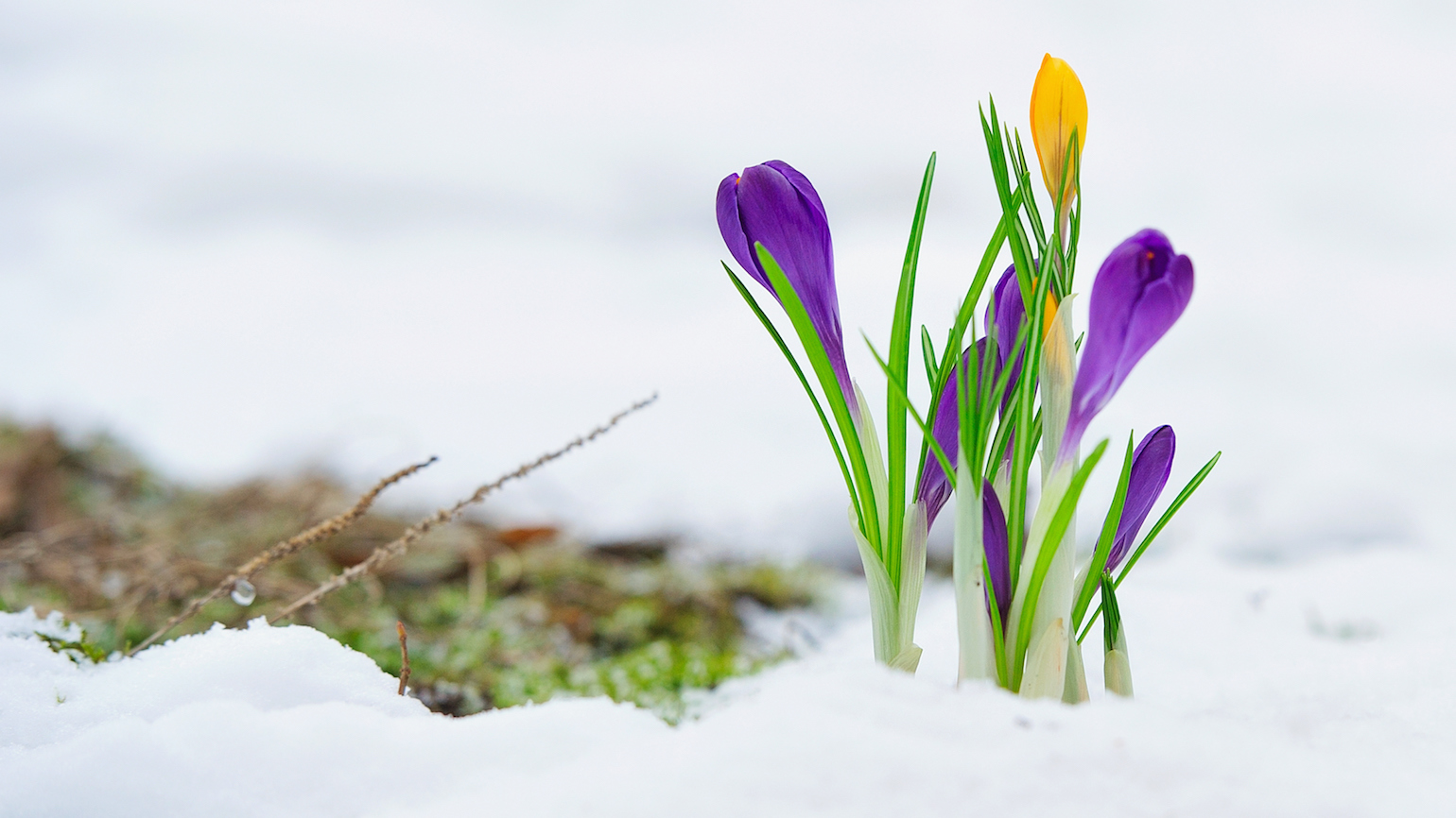 Yearning for Spring?