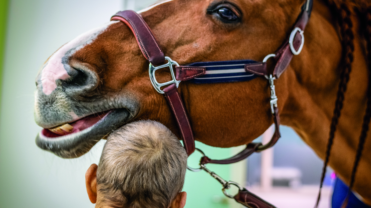 This Amazing Horse ‘Doctor’ Can Detect Cancer and Tumors