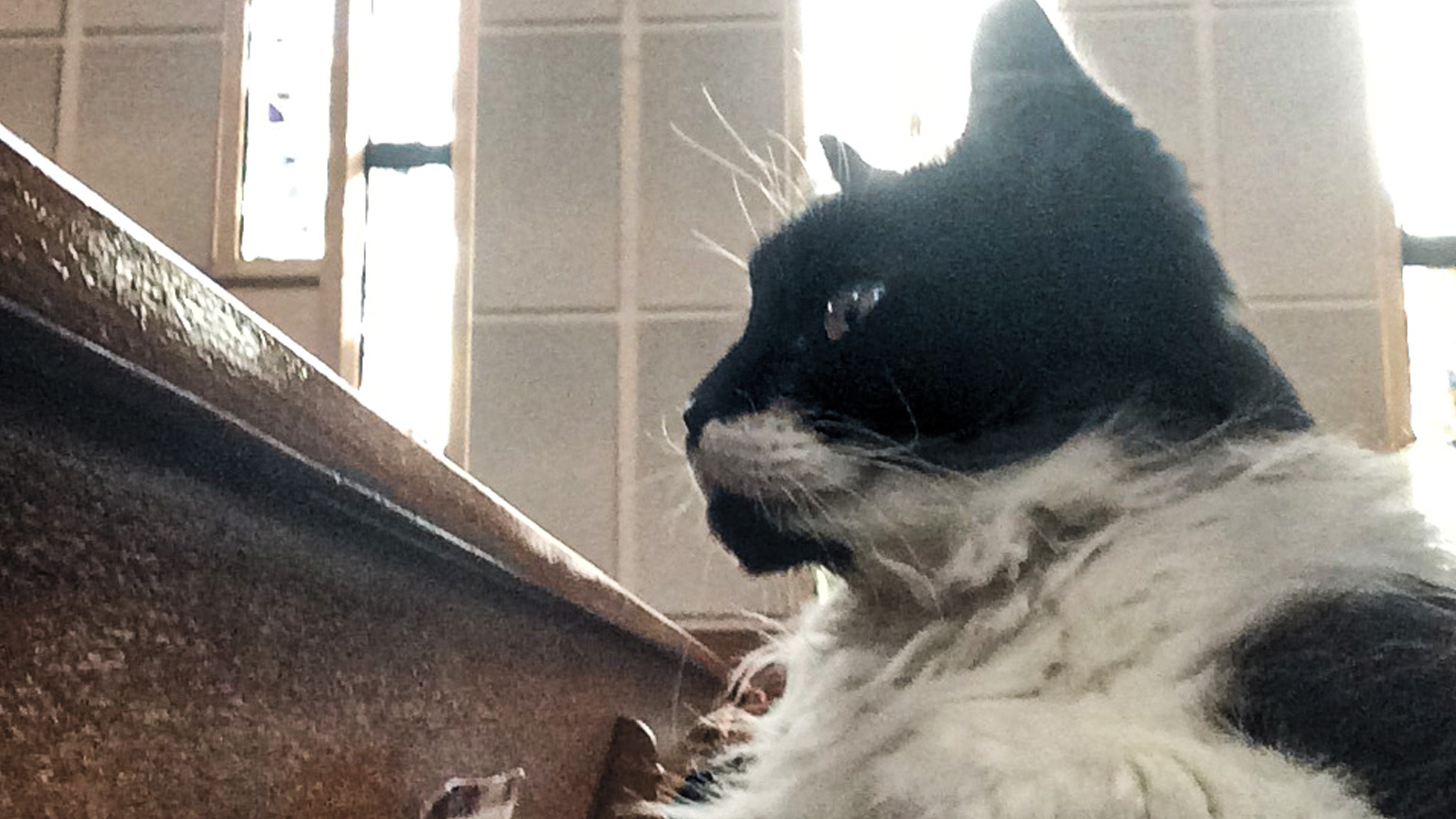 How a Church Cat Brought Happiness and Comfort