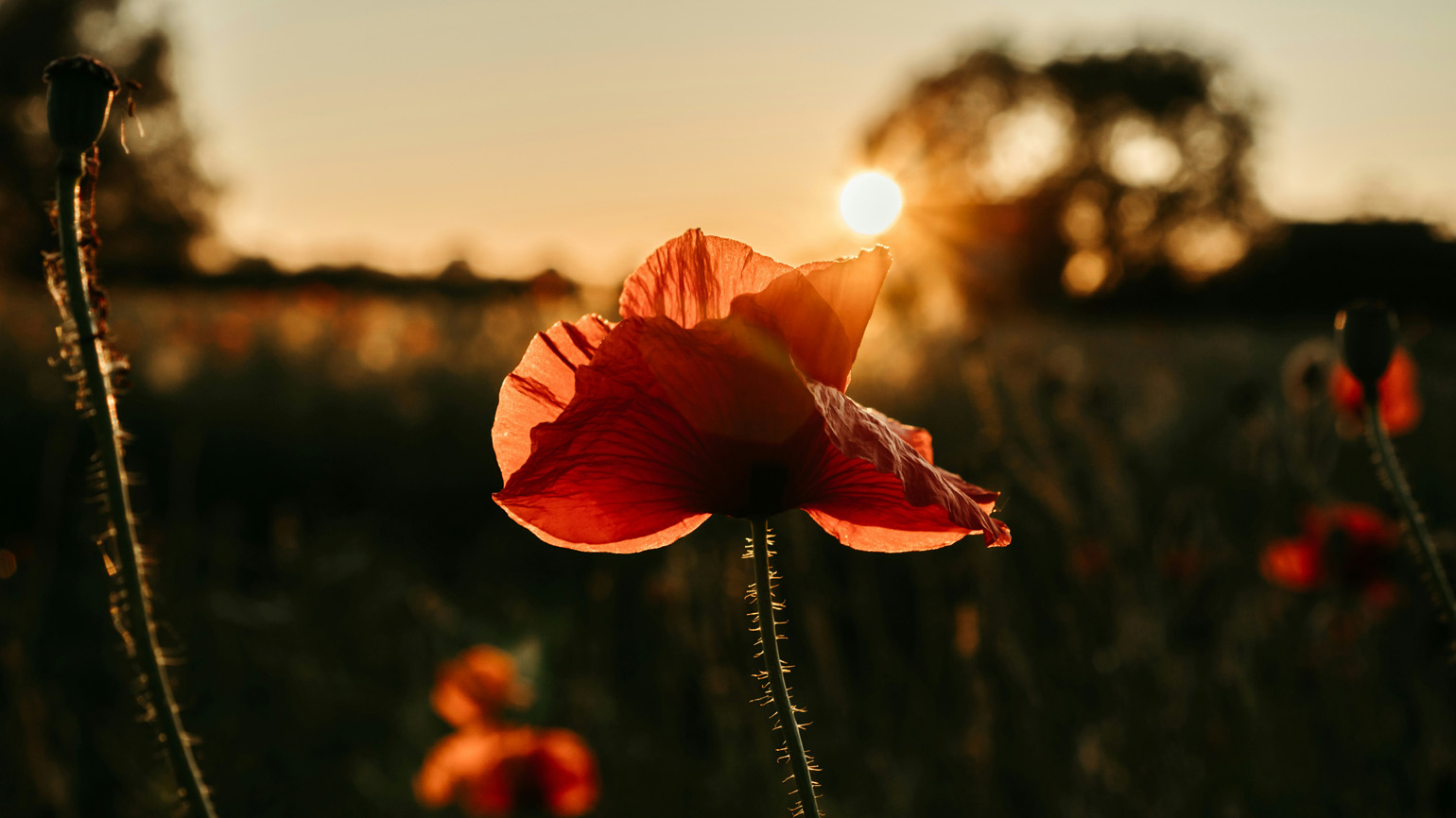 3 Steps to Turn Grumbles into Gratitude