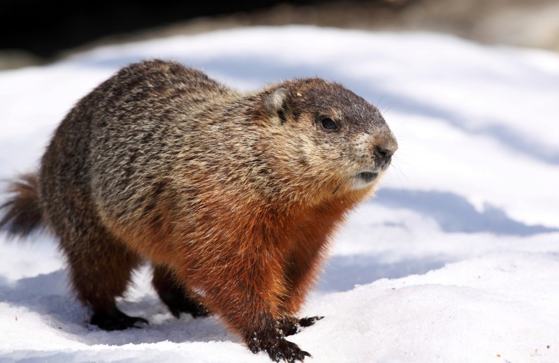 Confront Your Shadow on Groundhog’s Day