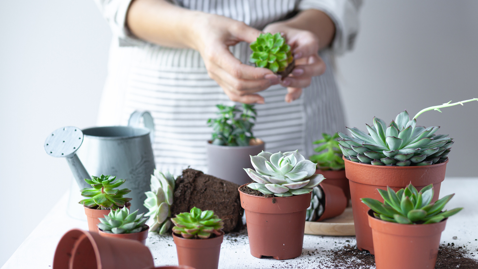 4 Things Succulent Plants Can Teach You About Life