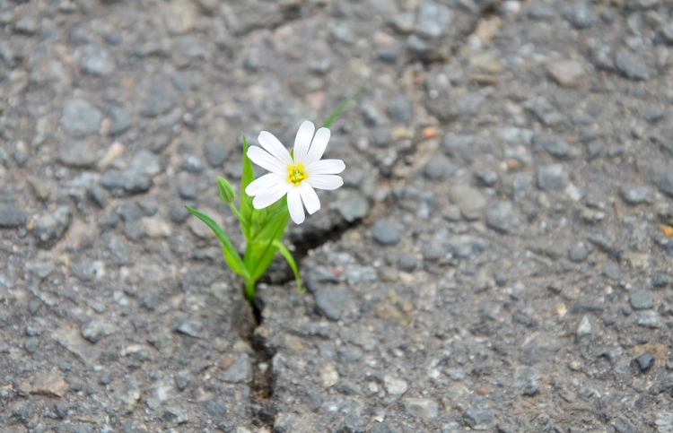 Inspiring Bible Verses for Overcoming Obstacles