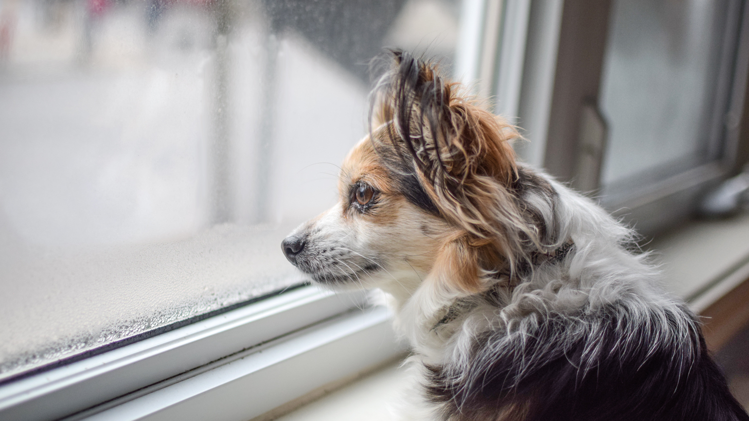 10 Life Tips from Henry the Dog