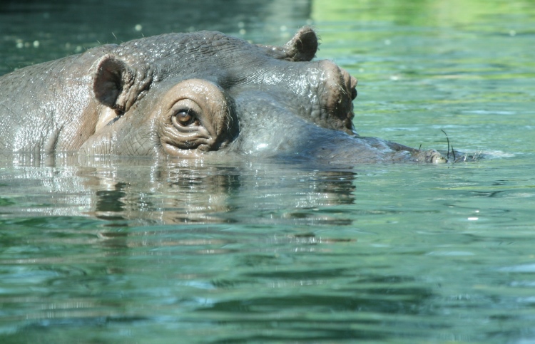 Angry Hippos: A Devotional for Kids