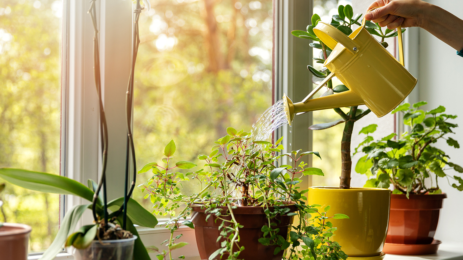5 Tips for Keeping Healthy House Plants When You Don’t Have a Green Thumb