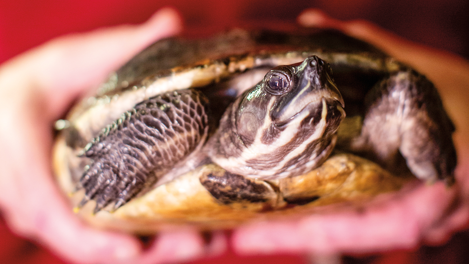 This Special Turtle Became a Lifelong Friend