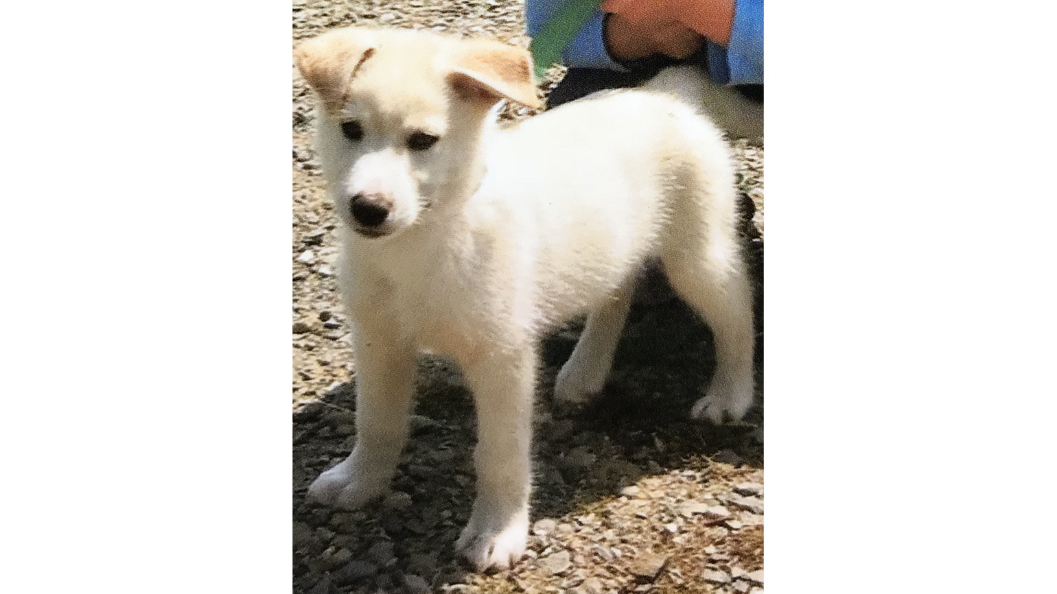 How This Dog Rescues People in the Alaskan Wilderness