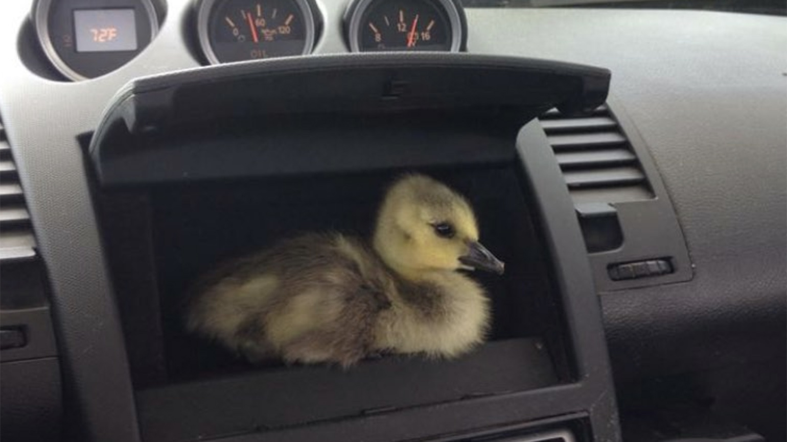 Meet a Real-Life Father Goose