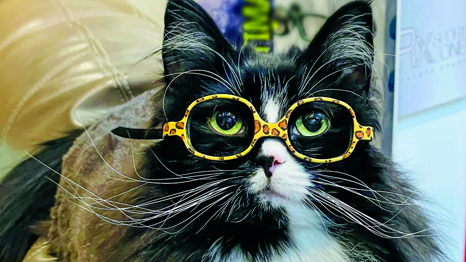 How Truffles the Cat Helps Kids Who Need Glasses